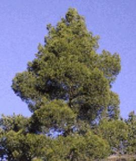 Pinus Halepensis e1579553422648