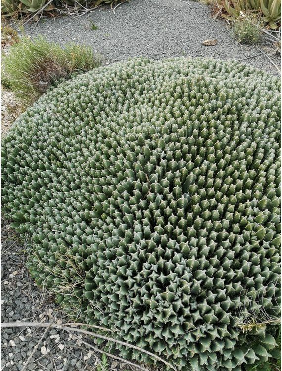 cardón resinoso Euphorbia resinifera
